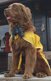 RNLI Lifeguards logo